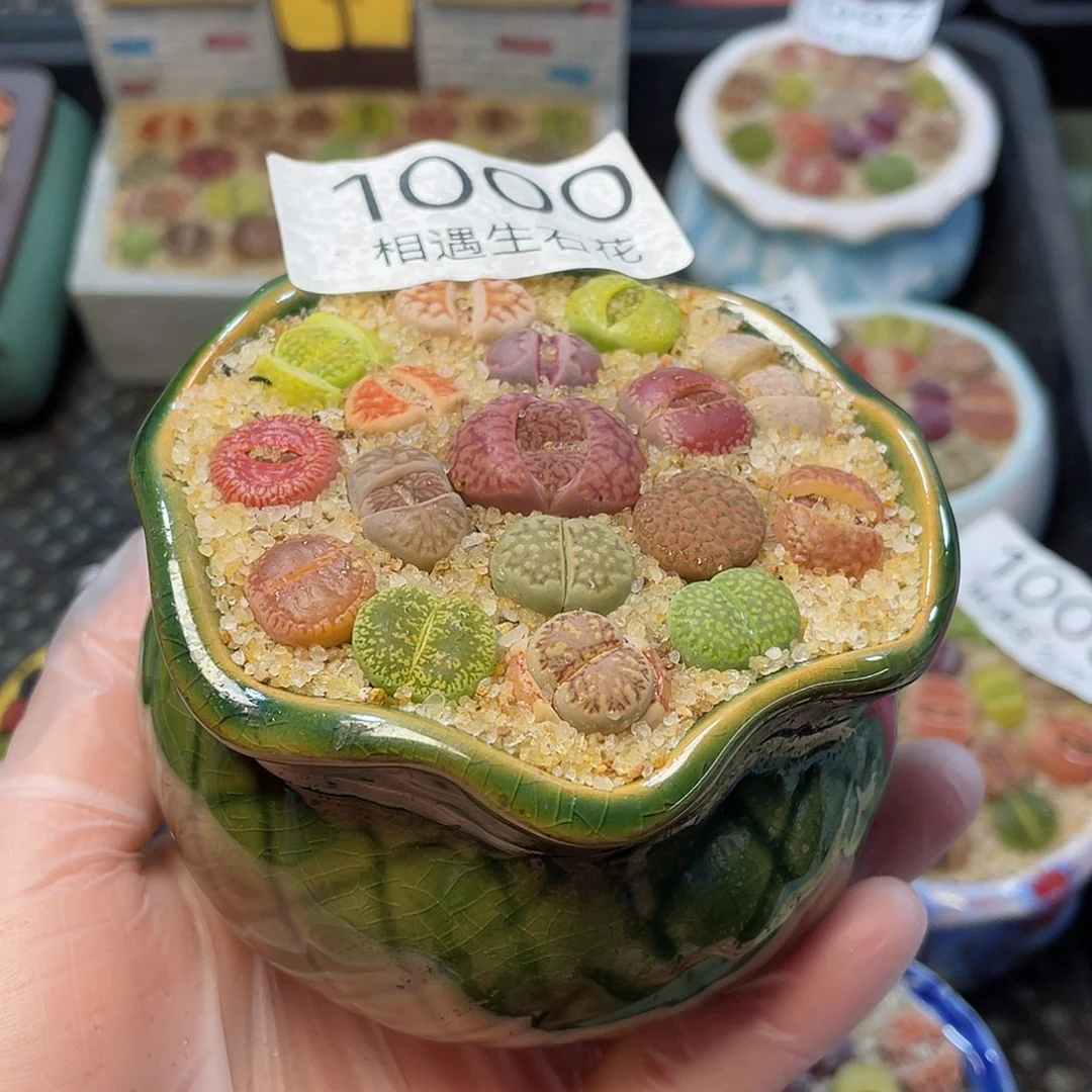 相遇生石花专拍1000