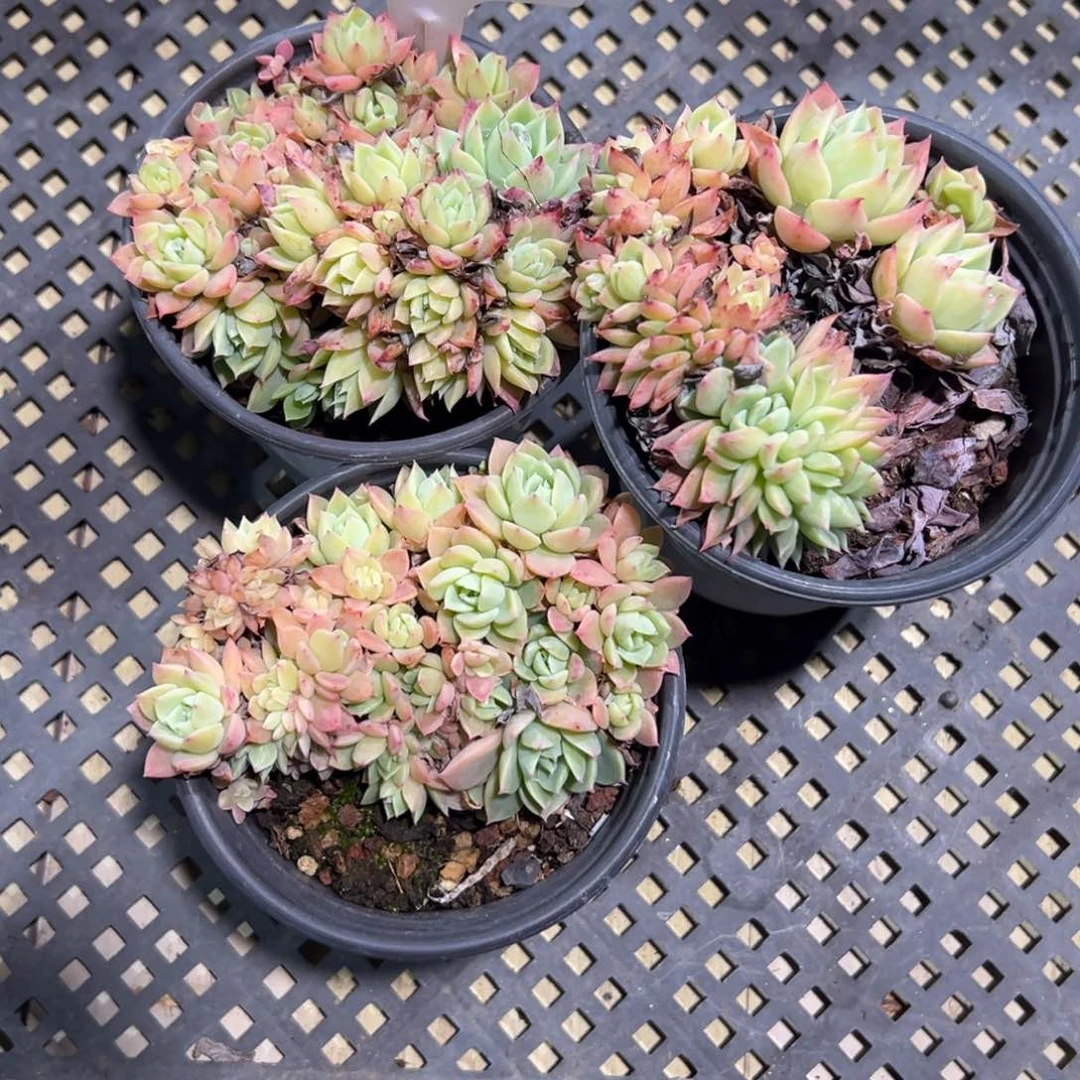多肉植物多肉植物