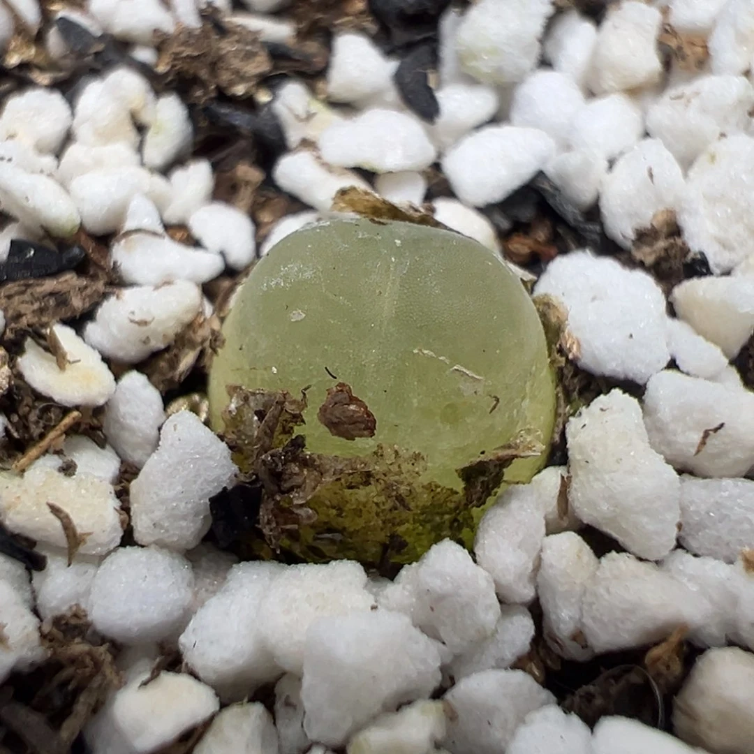 【闪购商品】1159……