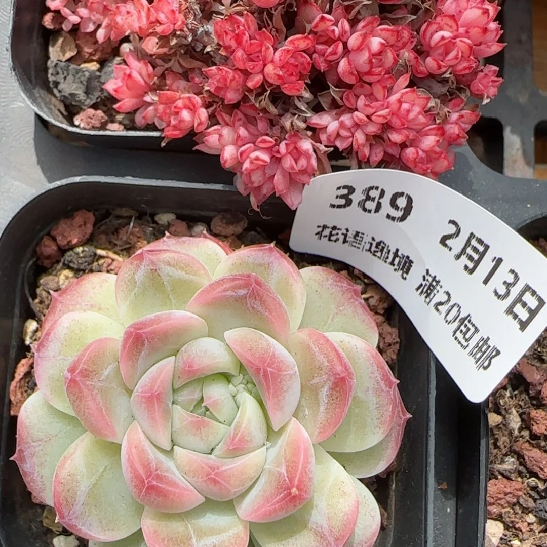 花语逸境0213-，389