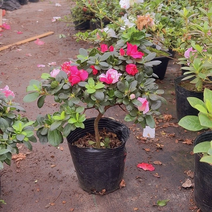 无花朵惠*杜鹃花五宝喷砂