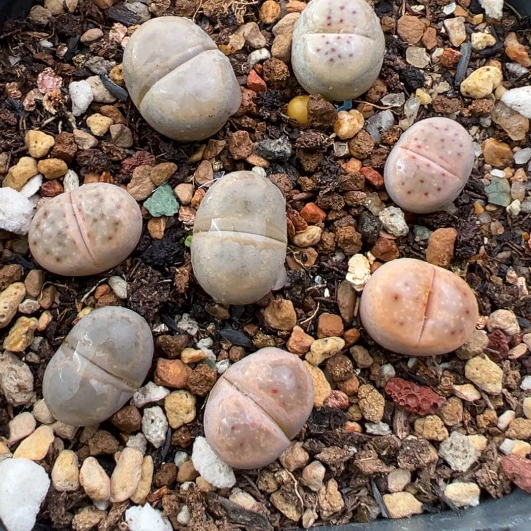 11.18好看的多肉脱土发货728