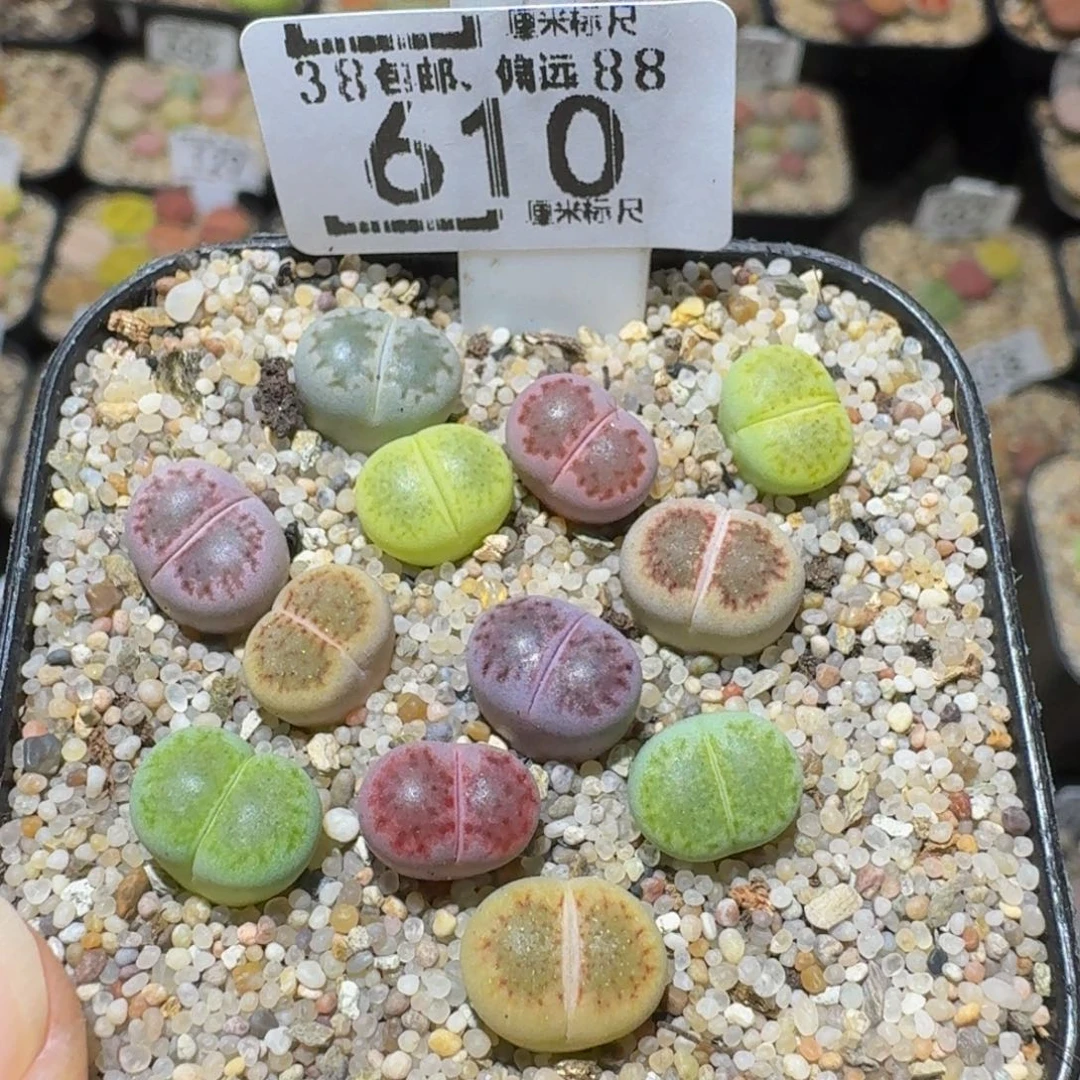 Ssss精品生石花610
