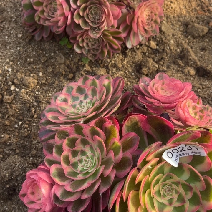 00231倾城多肉植物