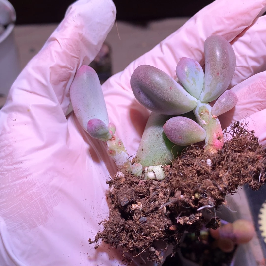 米可奶酪多肉俩一起