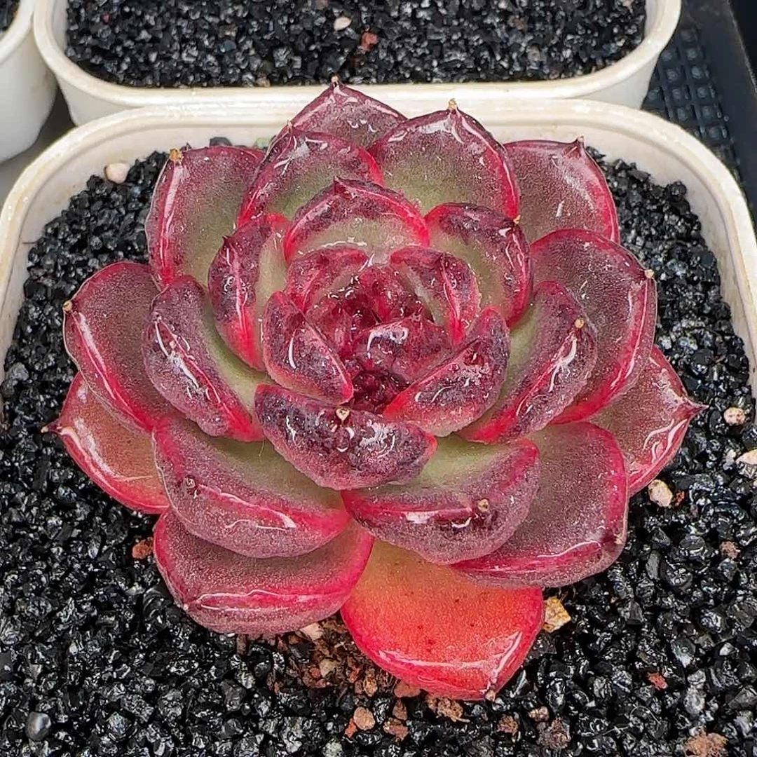 多肉一物一拍编号0117-紫薇