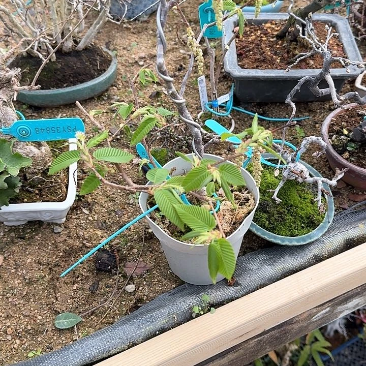 大****的顺丰到付