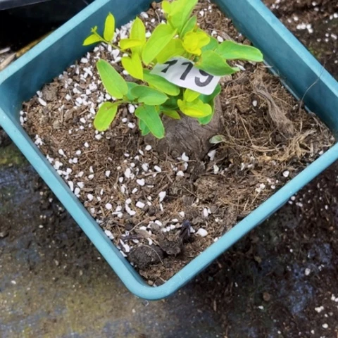 119象足龟甲龙一筐量拍如图