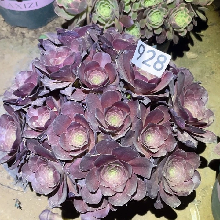 多肉植物法师928美金玫瑰