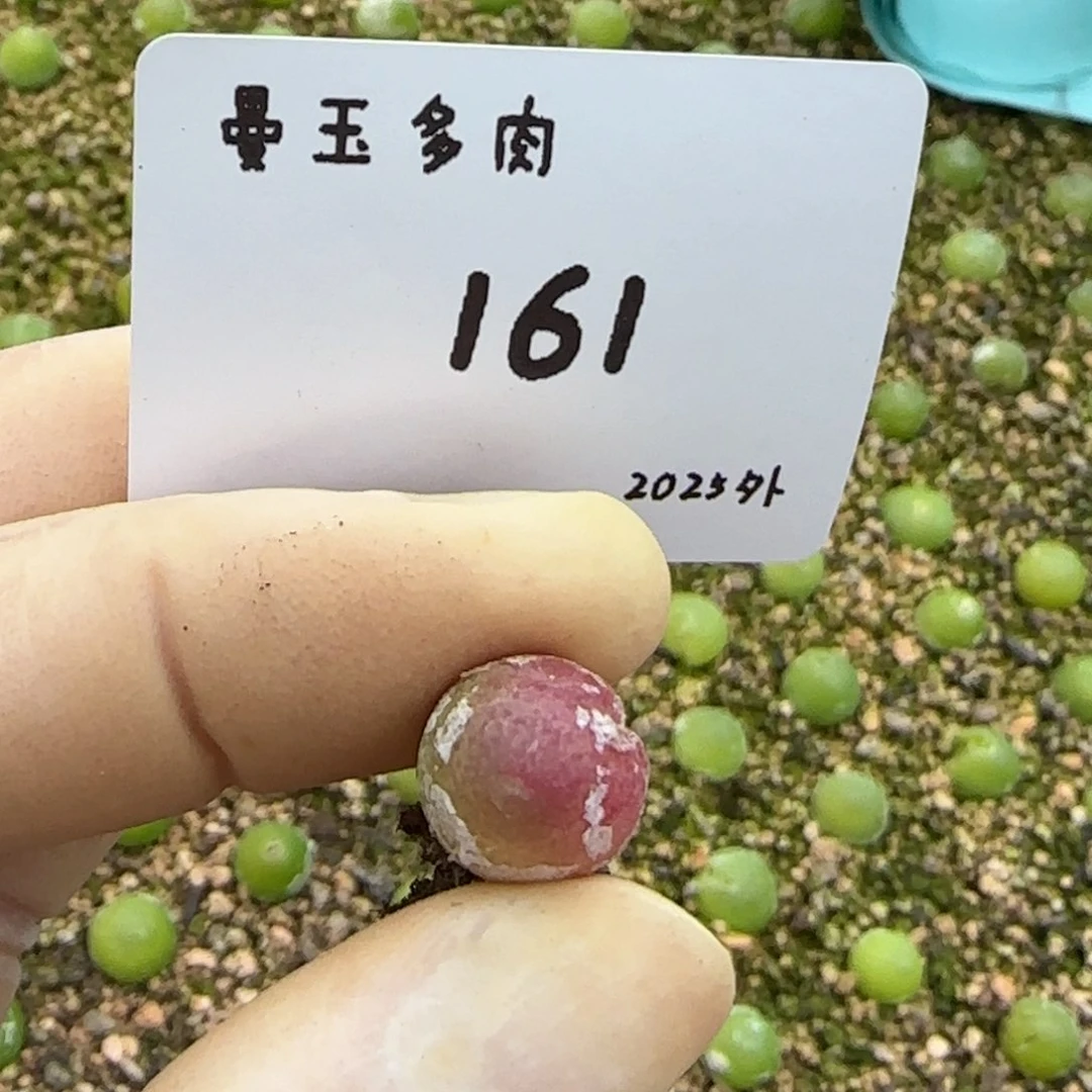 王****厚多肉多肉多肉2025-161