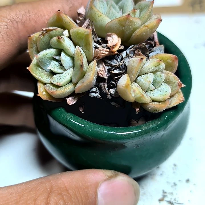 满6元包邮，月亮仙子老庄2/4头