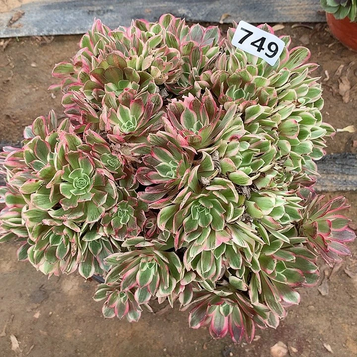 多肉植物孔雀翎朵朵749