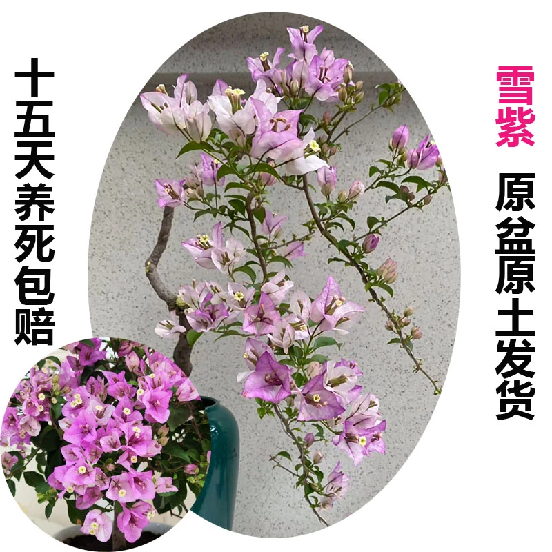 银边雪紫(三角梅)原生大苗四季开花老桩爬藤植物