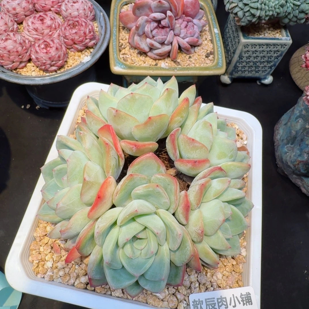 多肉植物  931  草莓泡芙