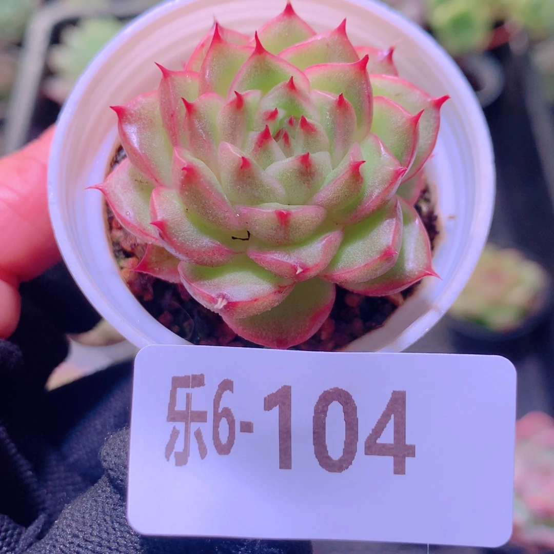 乐然 6-104 新品单头