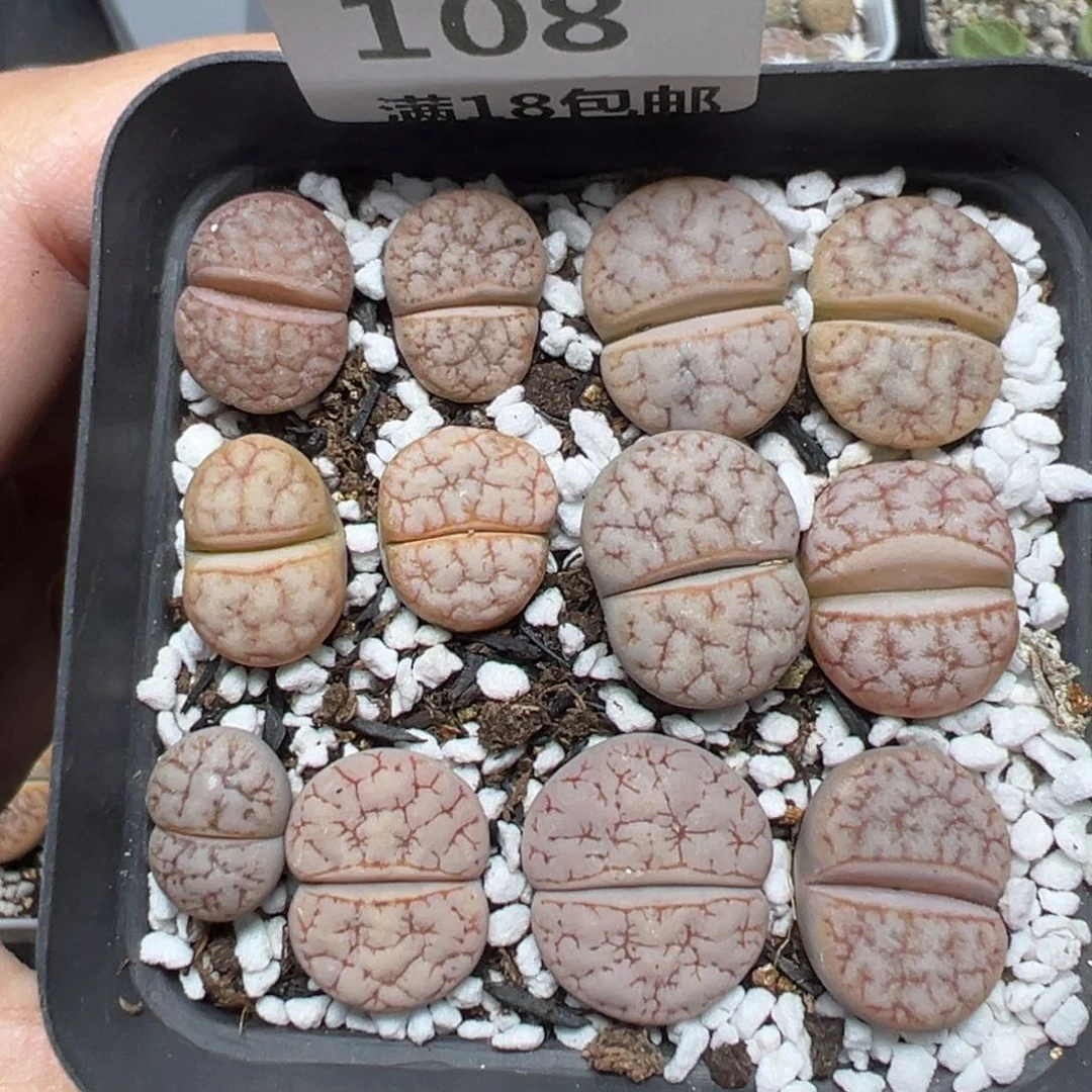 【闪购商品】108……