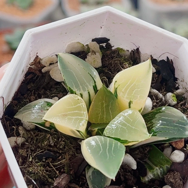 糯***关十二卷 花影锦 福利