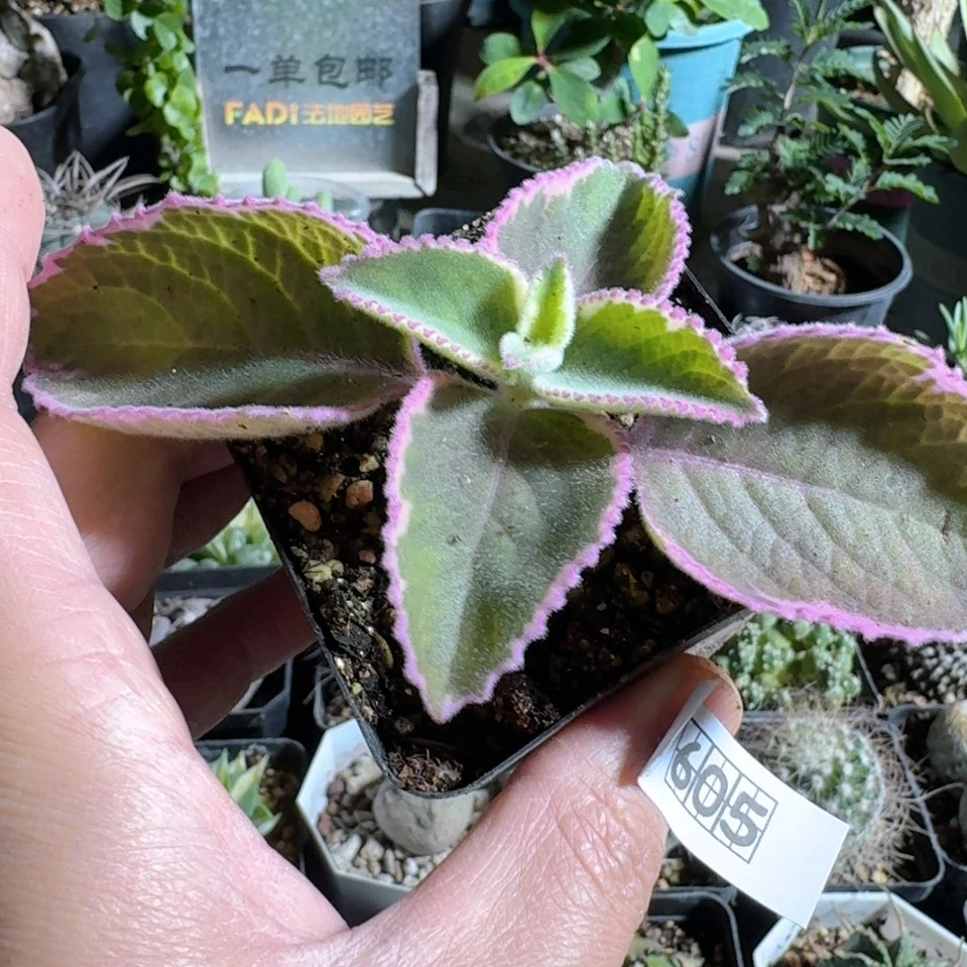 605碰碰香锦带盆发货