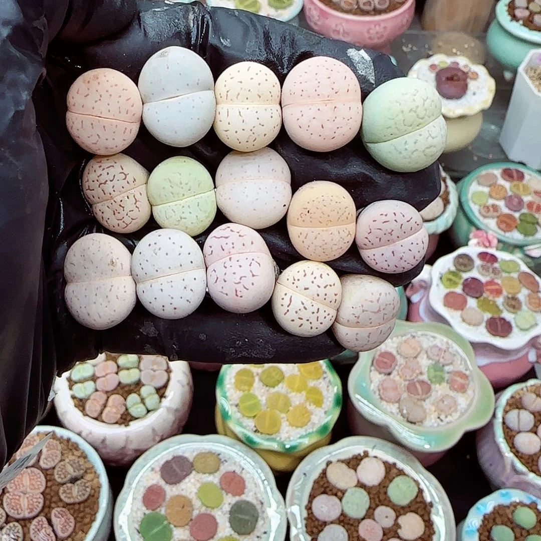 生石花满18包邮1206-153