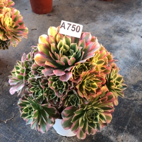 法师多肉植物芸*宝法师750