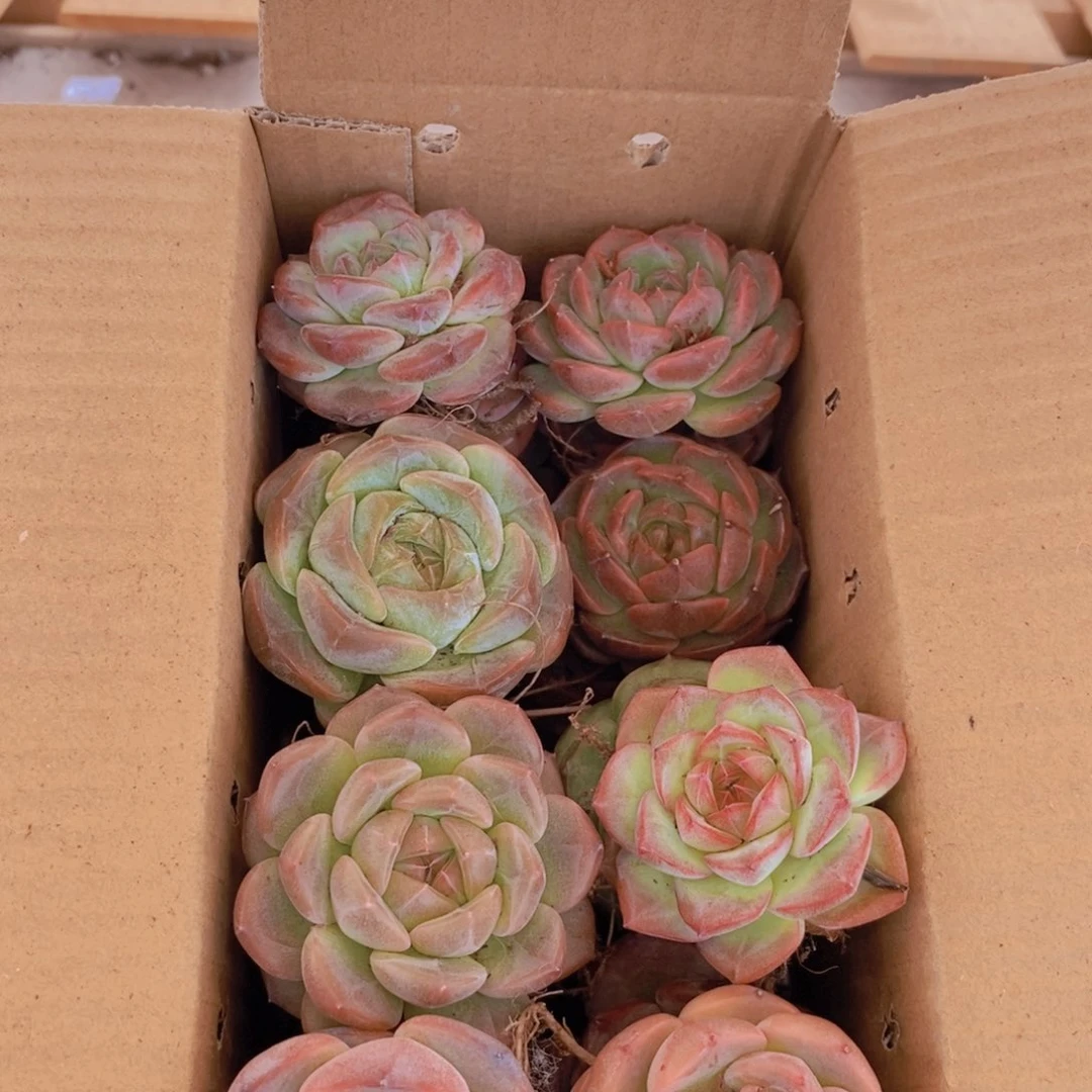 保底20颗。   01。  成品