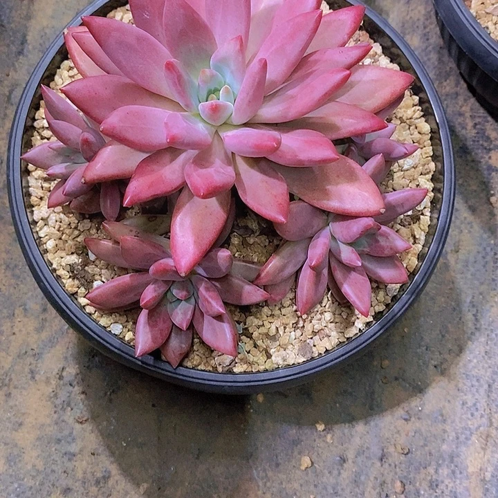 爱***妍贺非鱼多肉植物老桩大群
