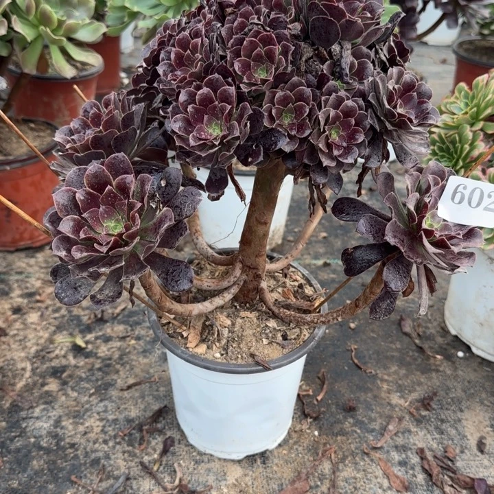 602不包损两单包邮。