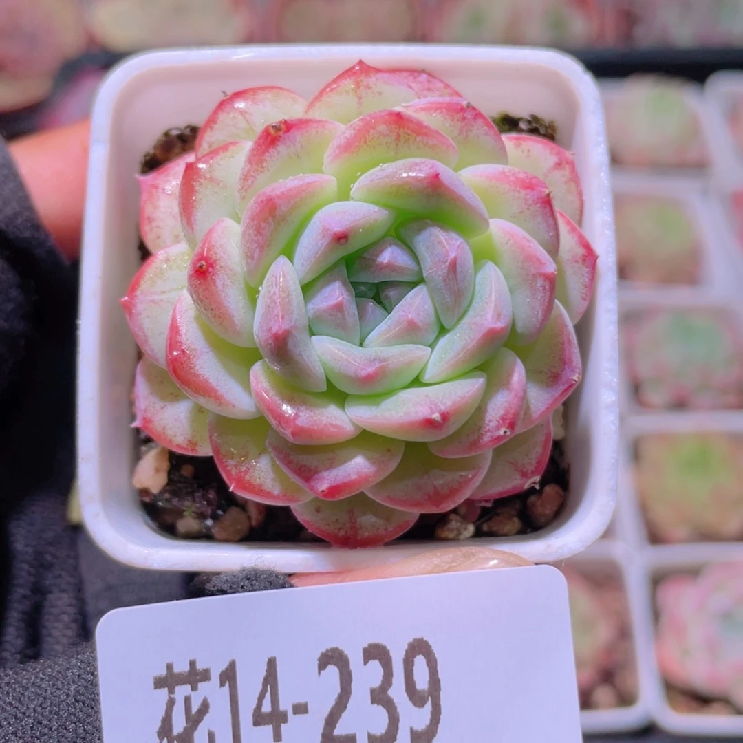 花利美14-239白桃汽水