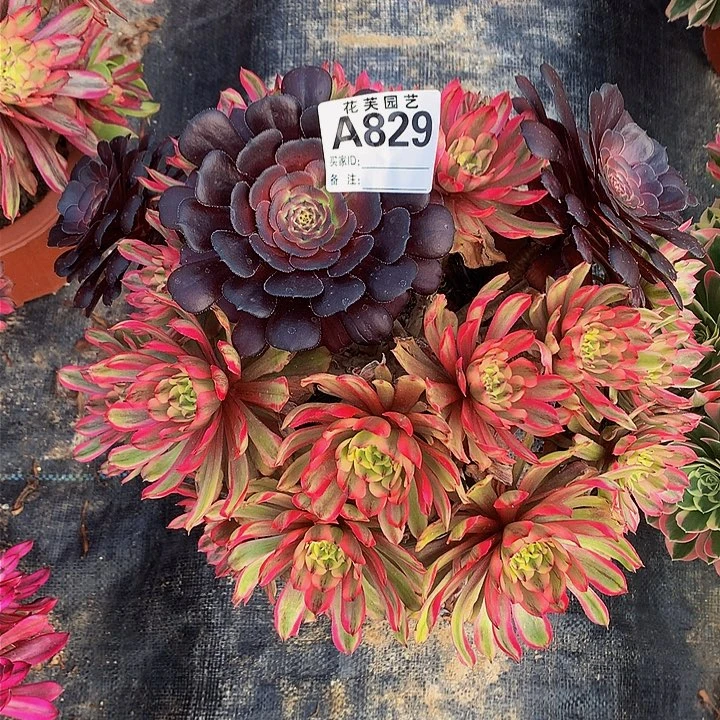 半**过829多肉法师夕颜