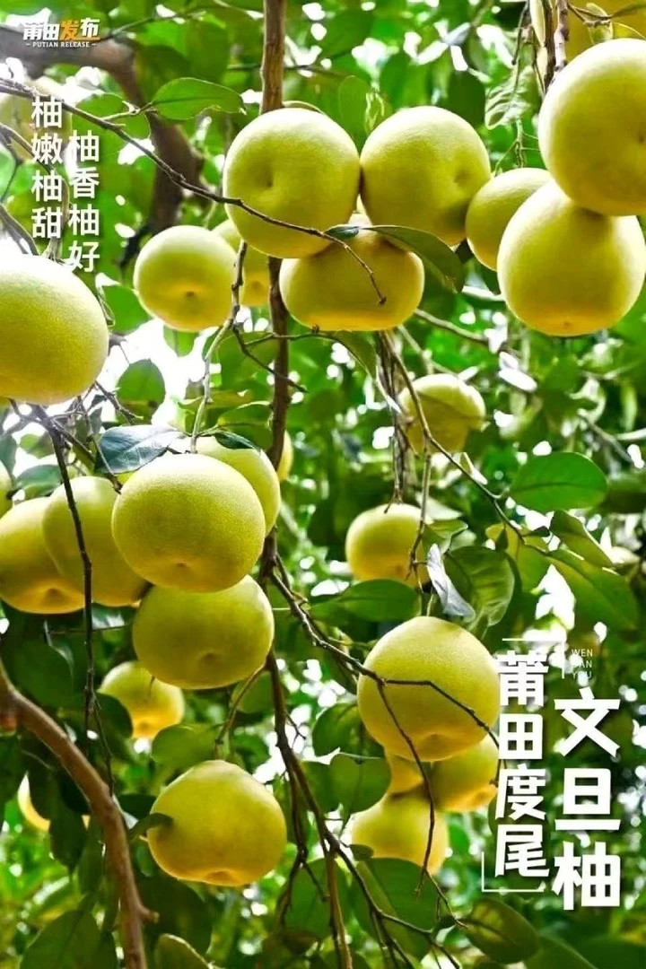 福建仙游度尾文旦柚新鲜当季应季水果酸甜多汁肉嫩细腻（黑皮果）