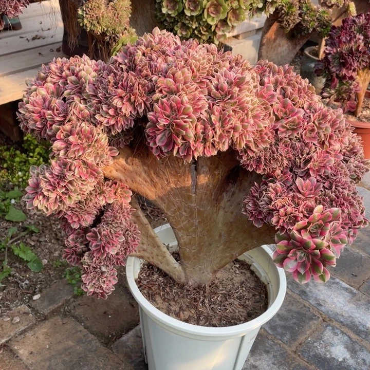 法师老桩缀化粉女巫