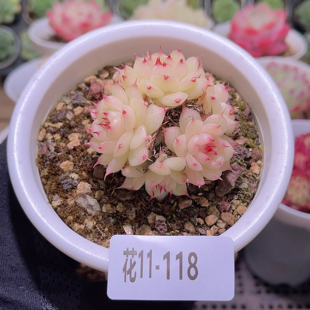 花利美11-118海王群