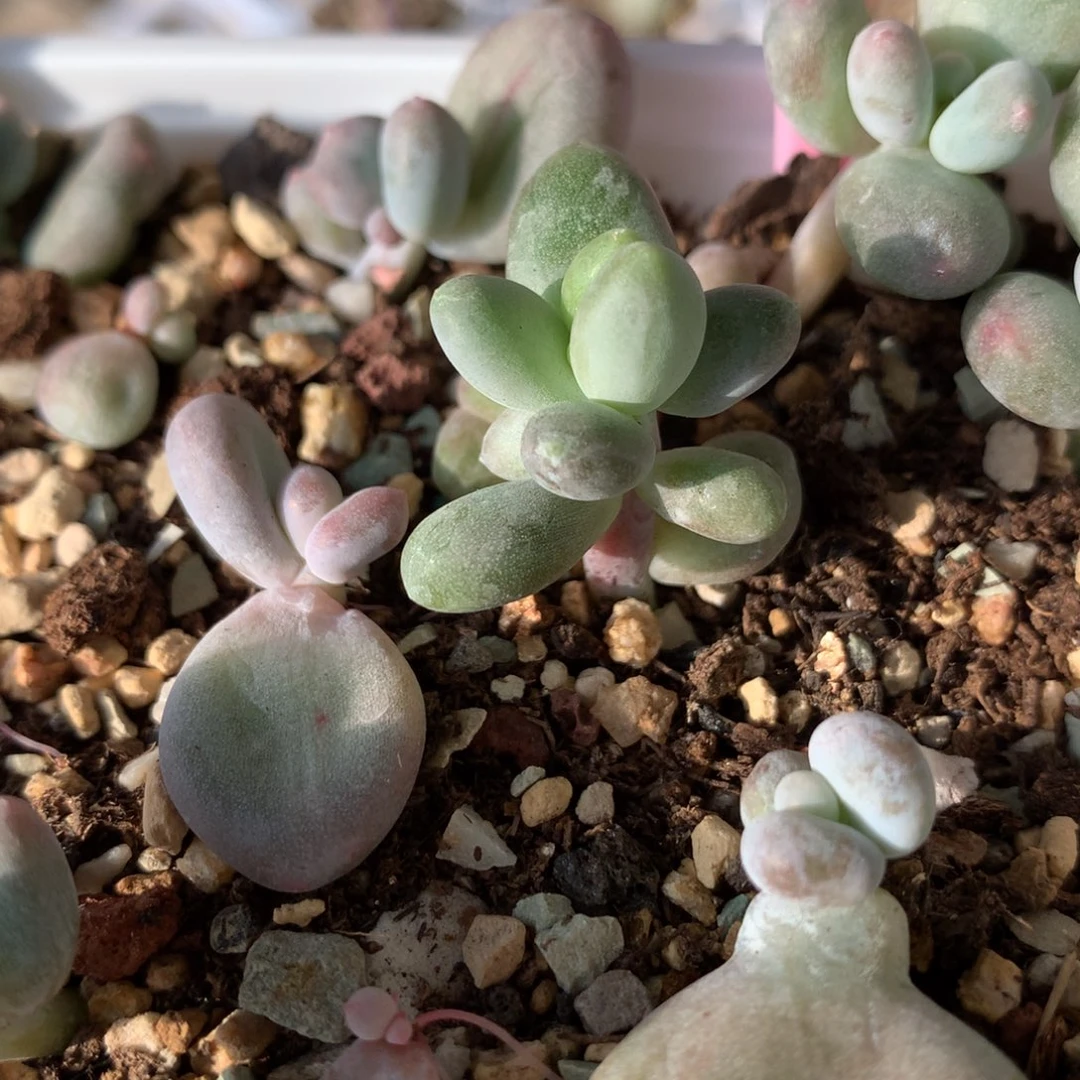 有锦基因芒果奶芒果奶