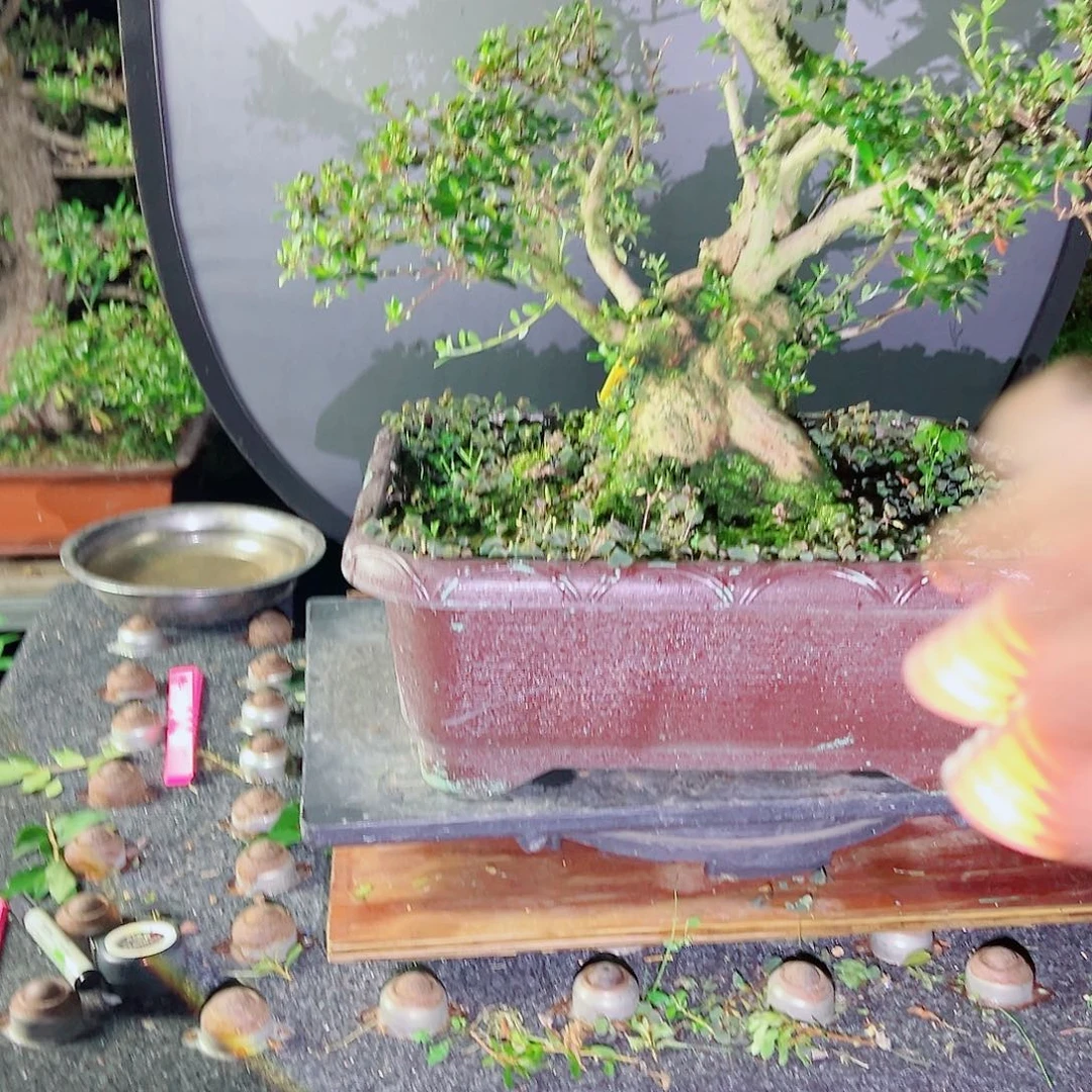 隔***叔无花朵盆景皋月杜鹃9999山之光