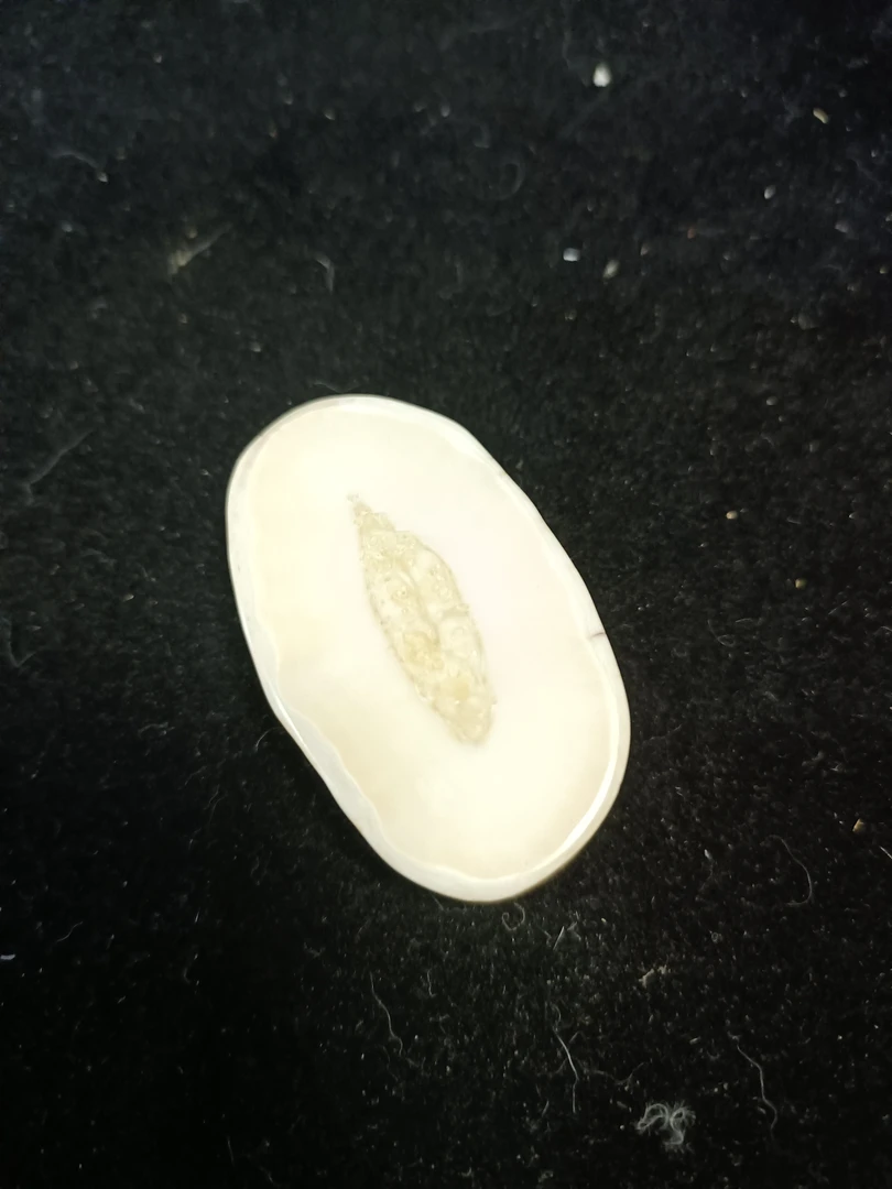 猛犸猛犸虬饼子WW508
