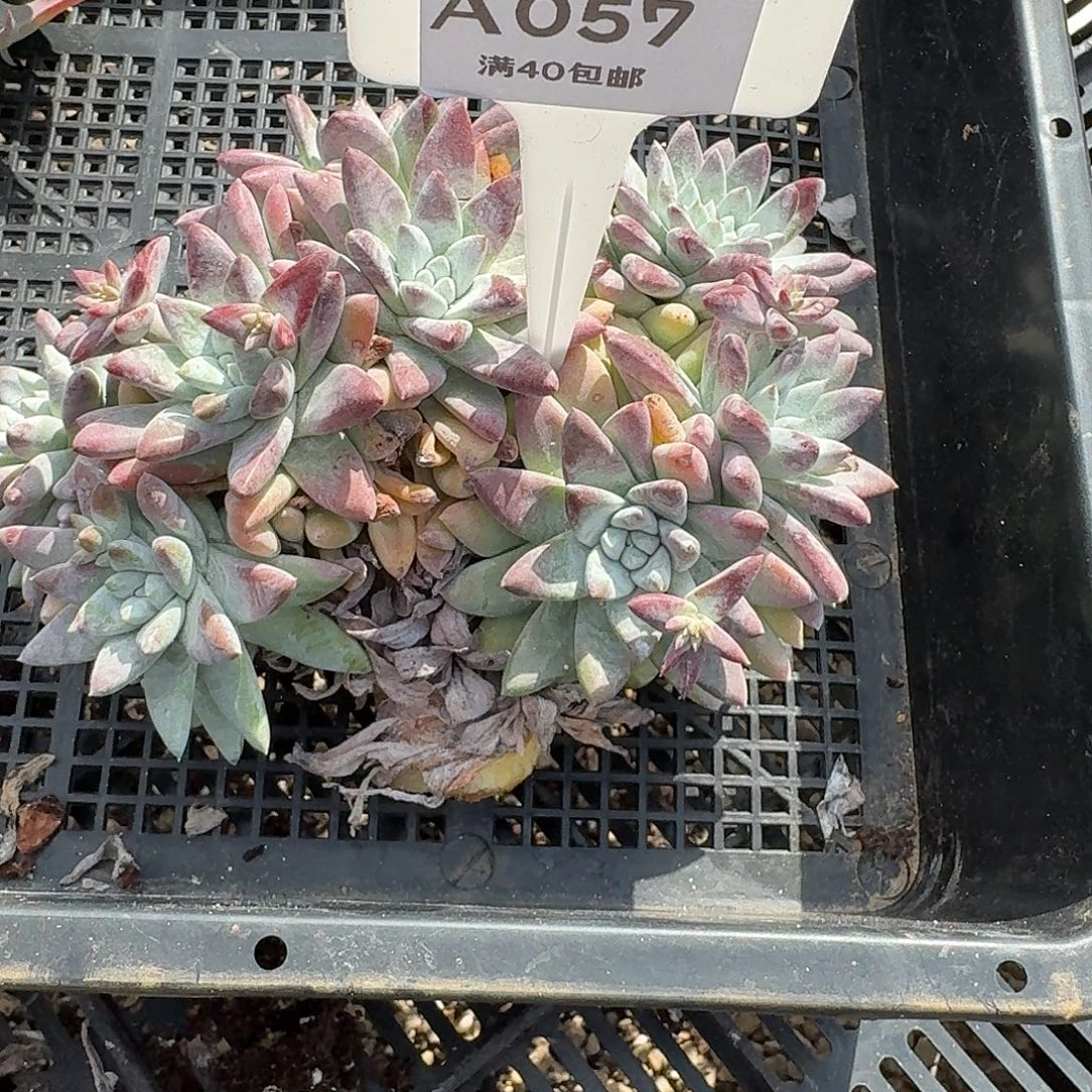 ****盆多肉植物仙女杯法姆A057