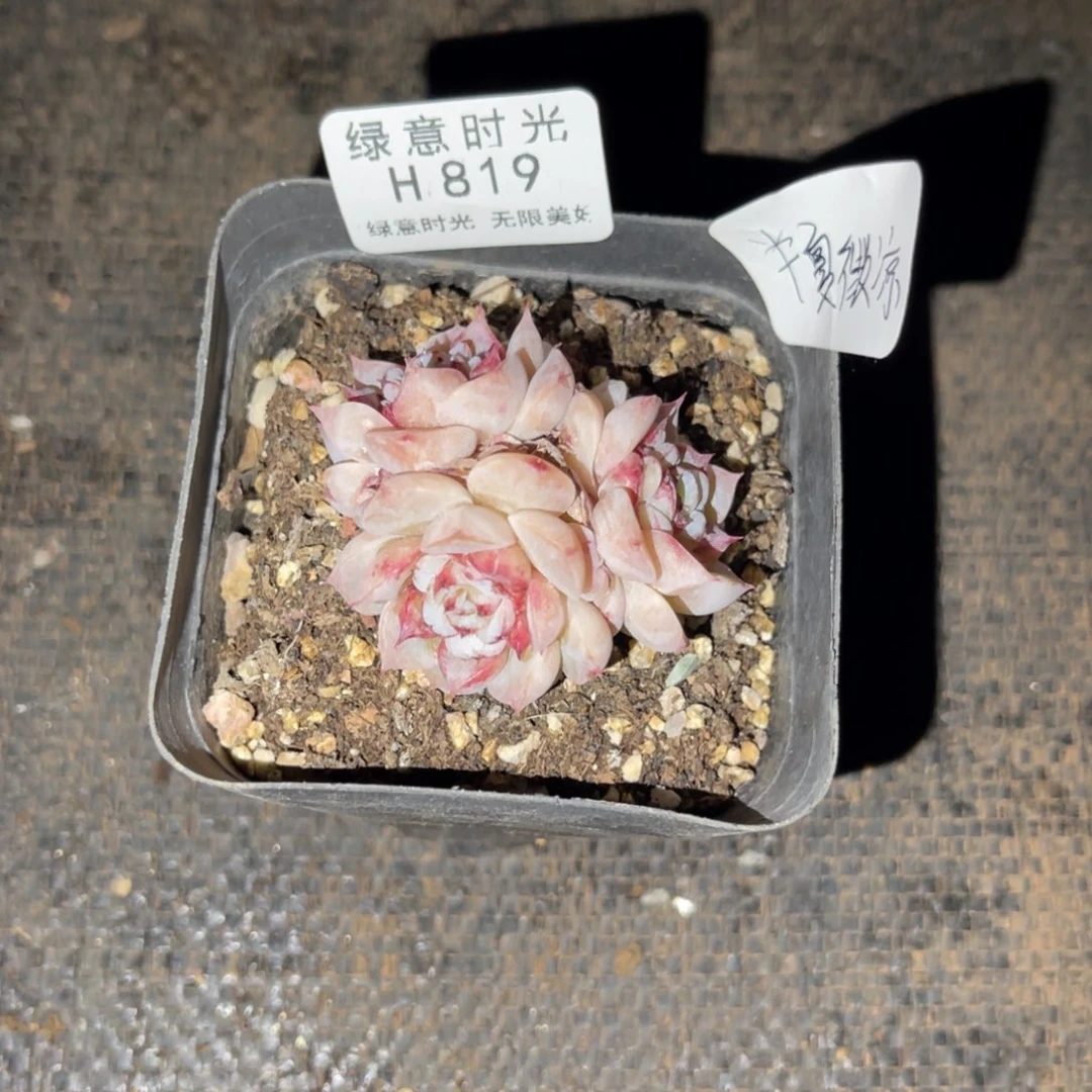 半**凉819 带陶瓷盆发货 满28包邮