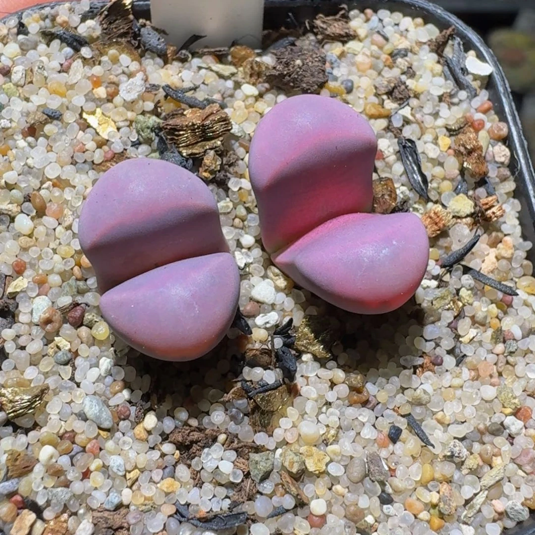 板娘清仓卖屁屁275