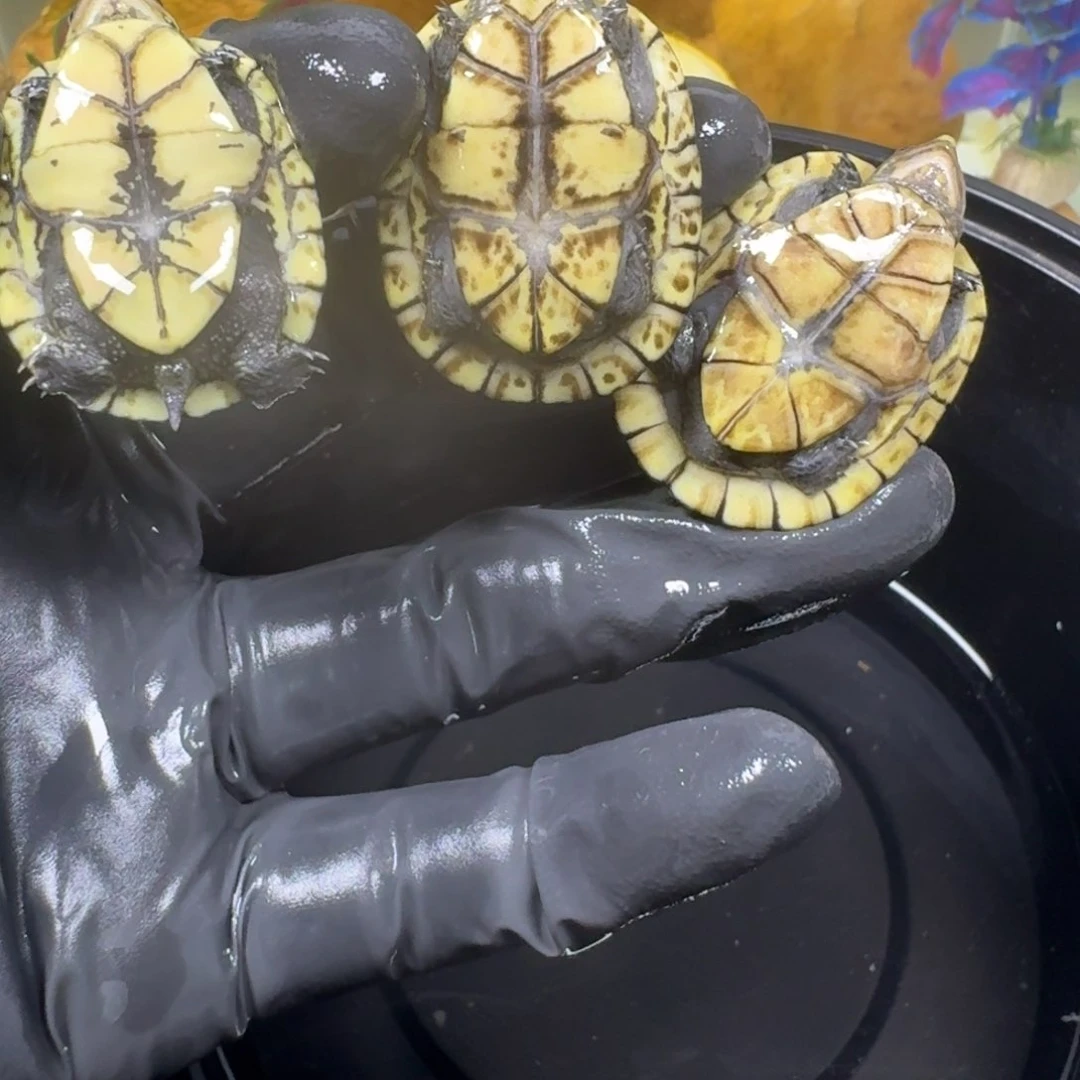 不分公母蛋龟白唇