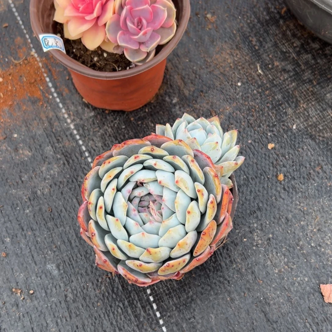 闪购1双头橙梦露