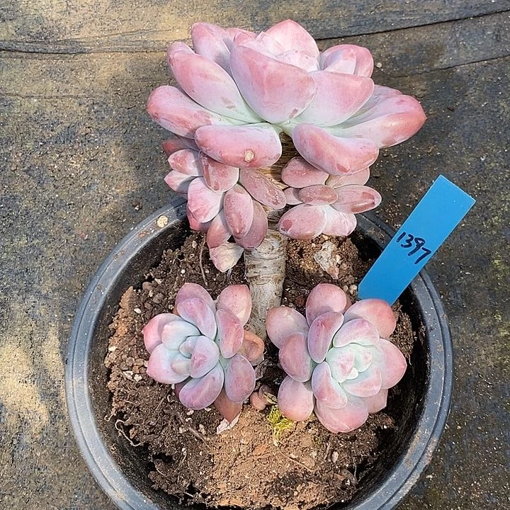 语*蝶1397多肉植物老桩