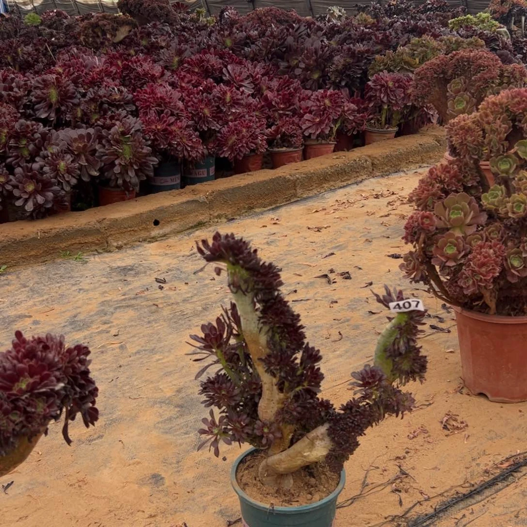 有伤黑缀407高37