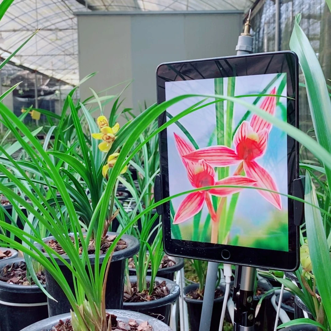 大部分花苞少量开放