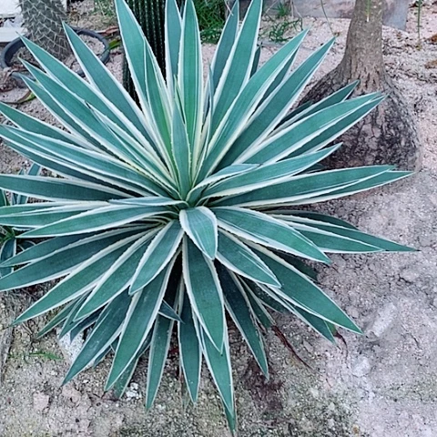 银边龙舌兰脱土发货