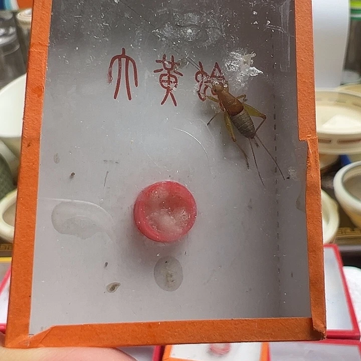 烈焰仙子一只…………………