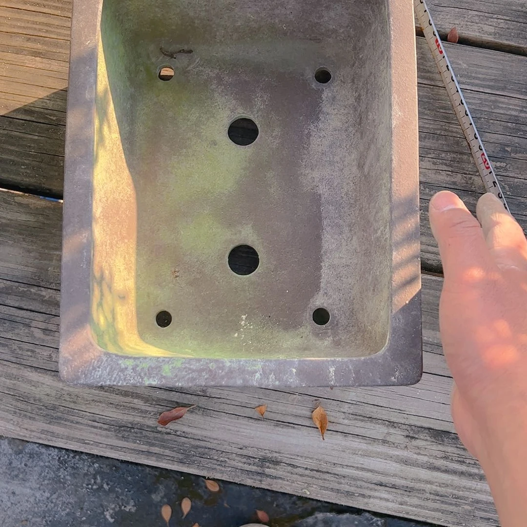 盆景盆景不包邮抖*哥