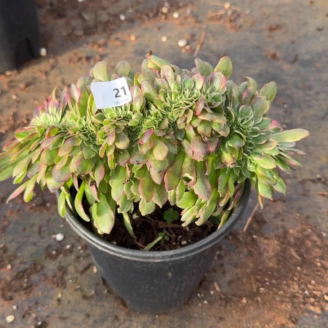 21海王缀化多肉植物满28包邮