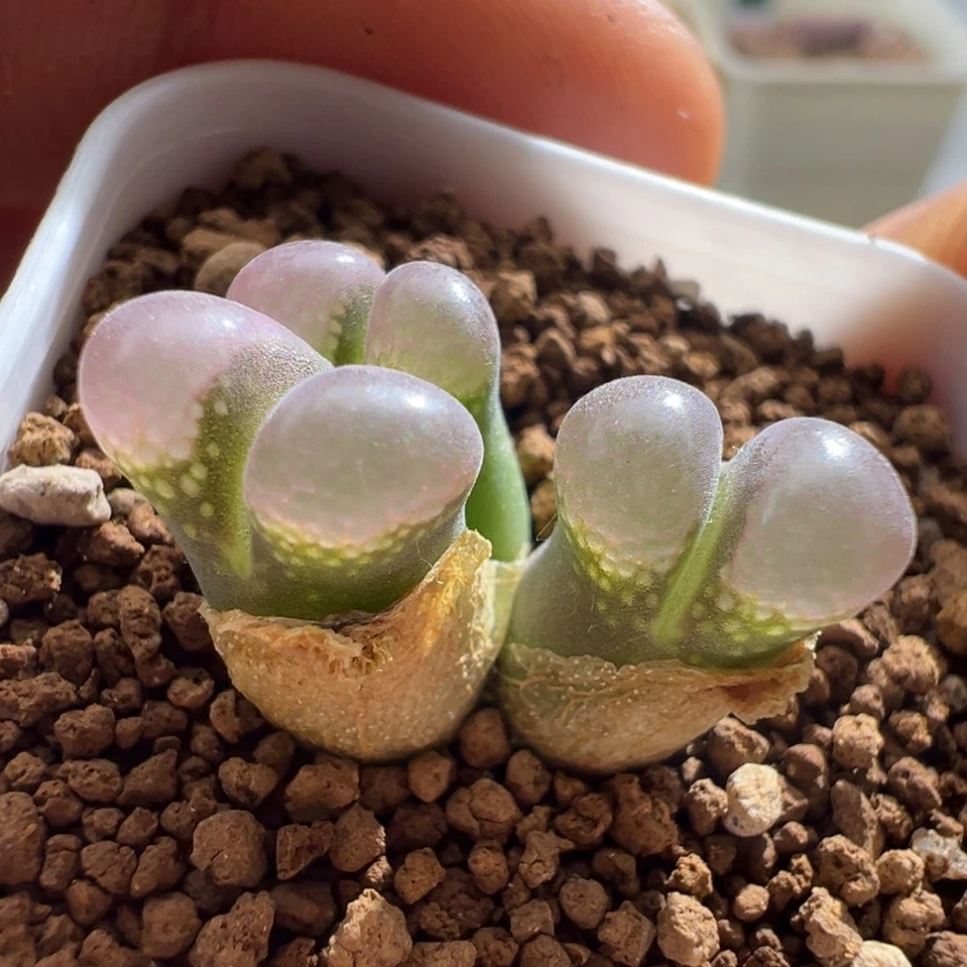 719三头1802.1豆豆