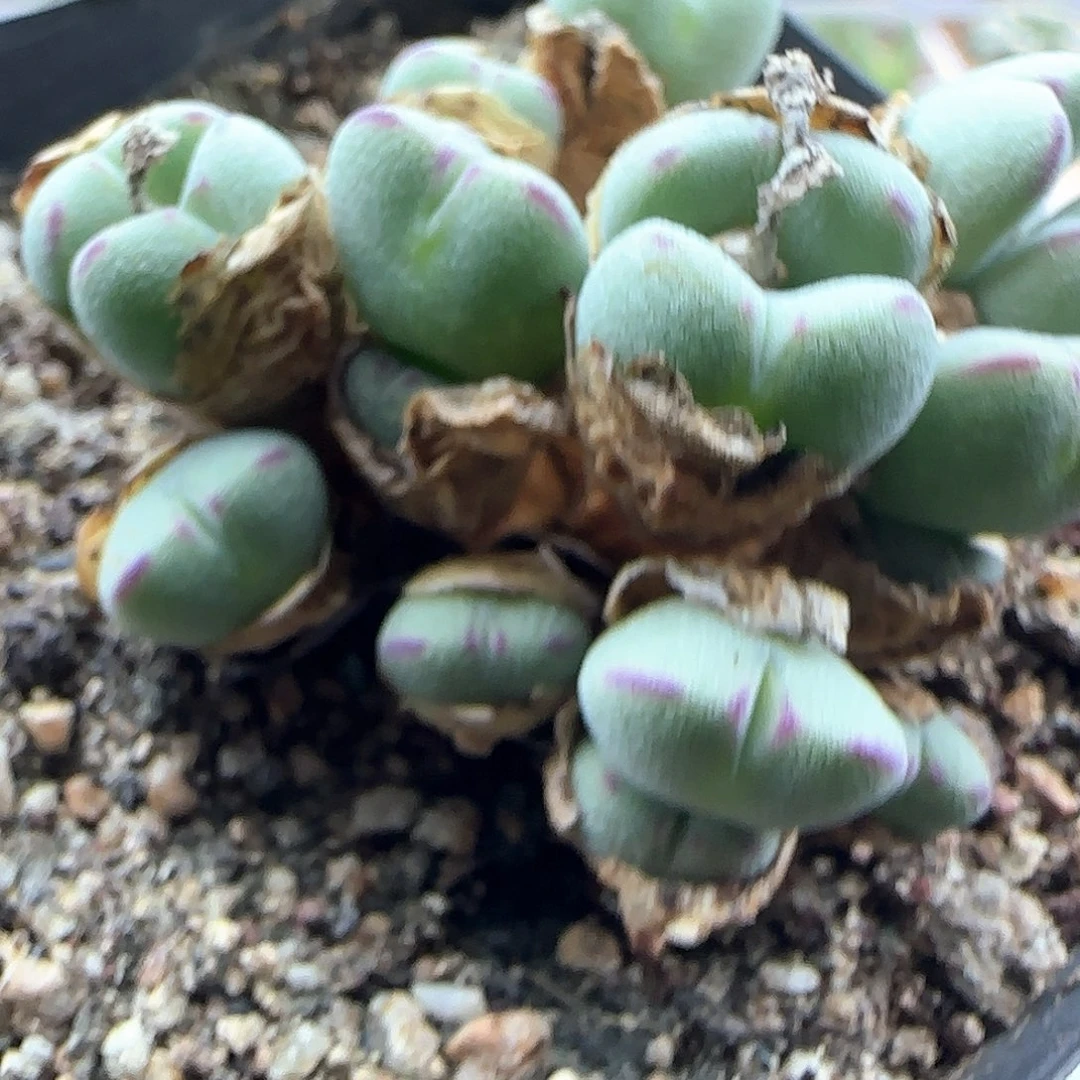 哈哈哈哈哈哈家44189