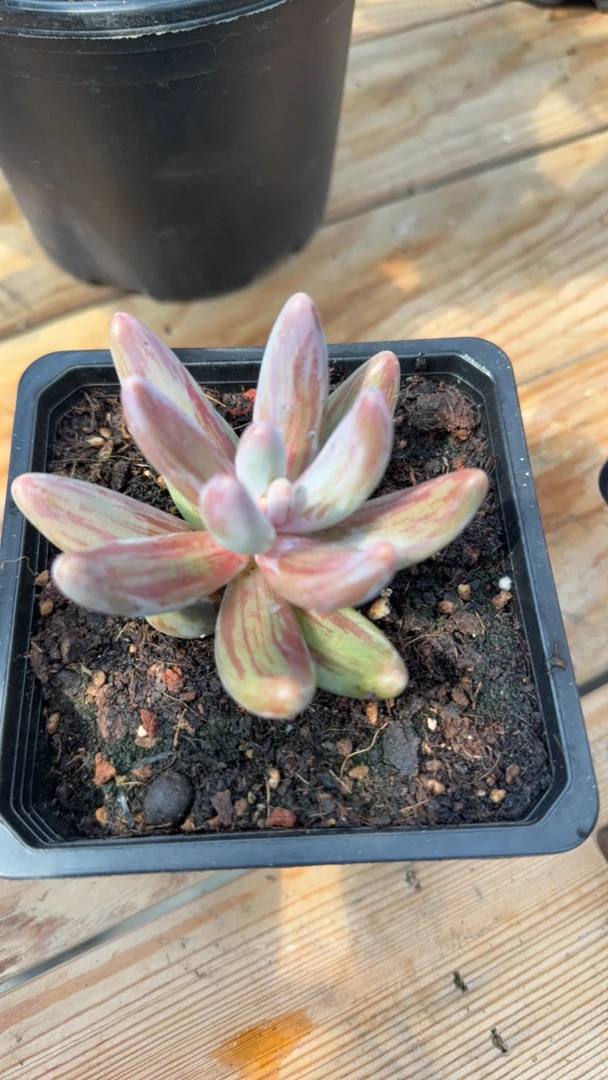 红手指拉丝锦锦锦